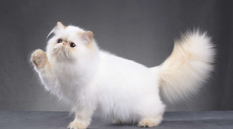 Are Persian cats shy?